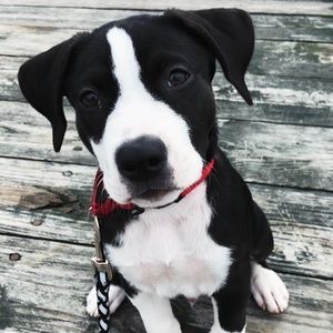 Meet your Posher, Jill